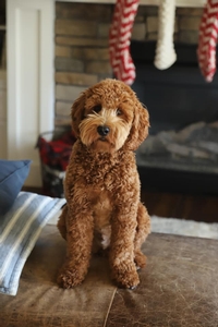 F1 Mini Goldendoodle Harry of Remy & Rex